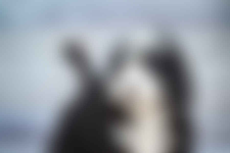 Bernedoodle barking at stranger
