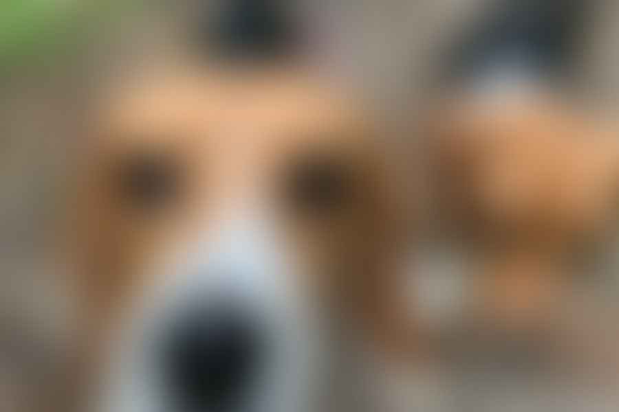leashed dog introduction