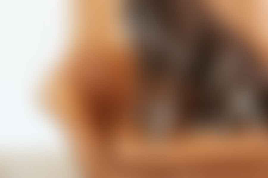 pet behaviorist consultation