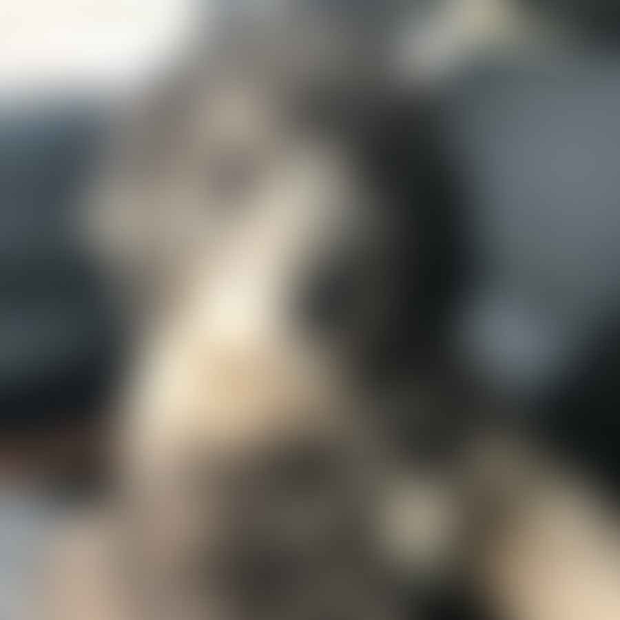 Fluffy Aussiedoodle with a healthy, full coat