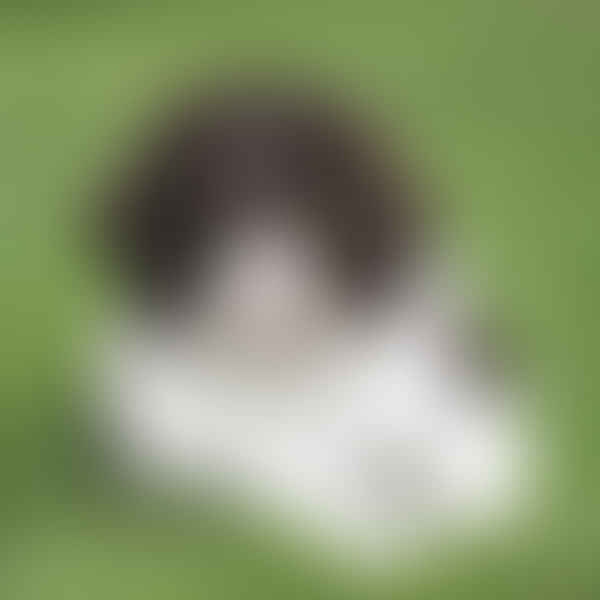 Do Bernedoodles Bark a Lot? Uncovering the Behavioral Traits of this Doodle Breed