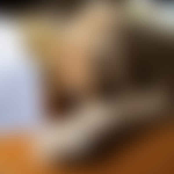 How to Train a Goldendoodle Puppy: Essential Tips and Techniques
