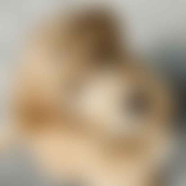 Mini Golden Doodles: A Comprehensive Guide on Care and Grooming