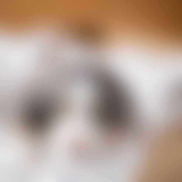 The Doodle's Exercise Needs: Keeping Your Pet Fit and Healthy