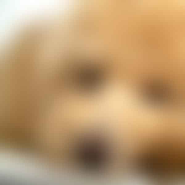 The Real Cost of Owning a Golden Doodle: Buying and Maintenance