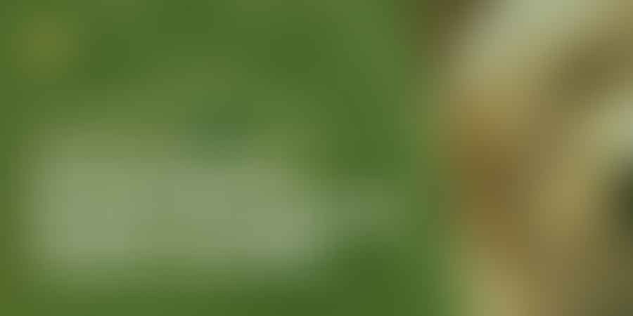 Unlocking the Growth Potential of Golden Doodles - Puppy Power! 🐾