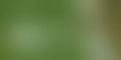 Mastering Doodle Training - 🐾 Expert Tips
