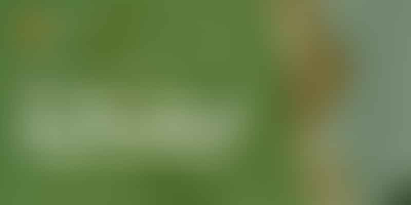 Are Mixed Breed Dogs Healthier? - 🐶 Find Out Now