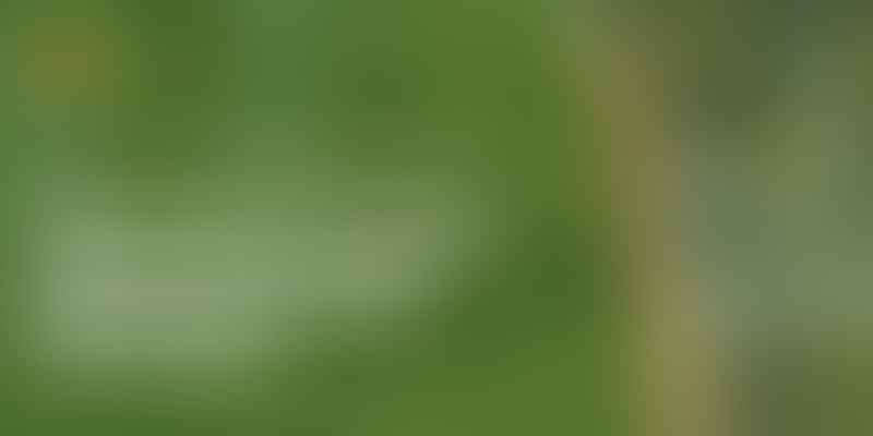 Discover Trusted Golden Doodle Breeders - 🔍 Find Your Perfect Pup