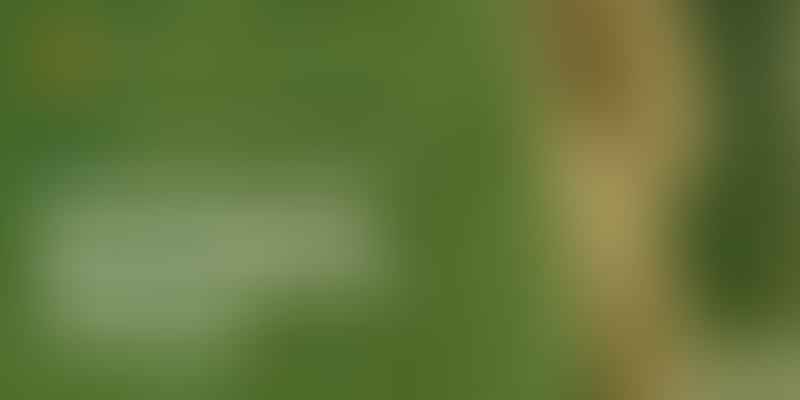 Unlocking the Doodle Breed's Lifespan - 🐾 Longevity Unleashed