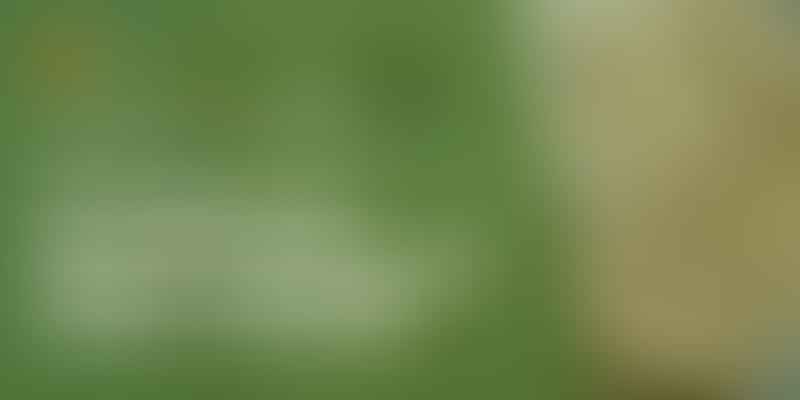 Unveiling the Growth Journey of Golden Doodles - Discover their Pawsome Potential 🐾