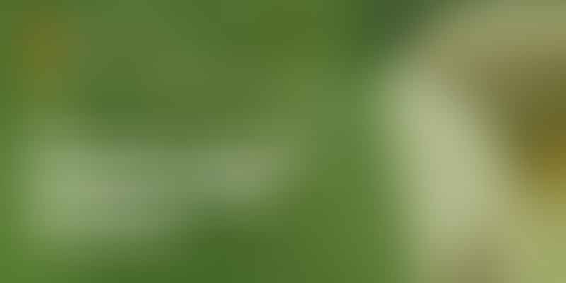 Discover Top US Golden Doodle Breeders - 🌟 Trusted Stars for Adorable Pups
