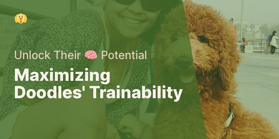 Maximizing Doodles' Trainability - Unlock Their 🧠 Potential