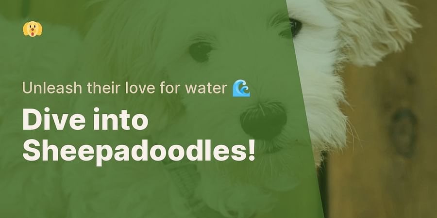 Dive into Sheepadoodles! - Unleash their love for water π