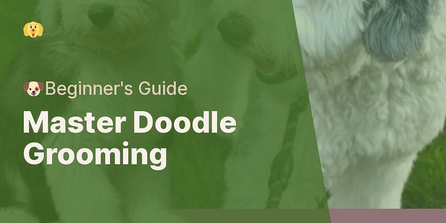 Master Doodle Grooming - 🐶Beginner's Guide