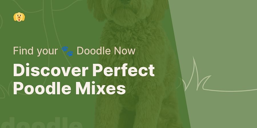 Discover Perfect Poodle Mixes - Find your 🐾 Doodle Now