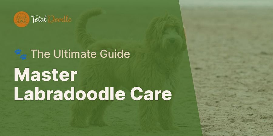 Master Labradoodle Care - 🐾 The Ultimate Guide